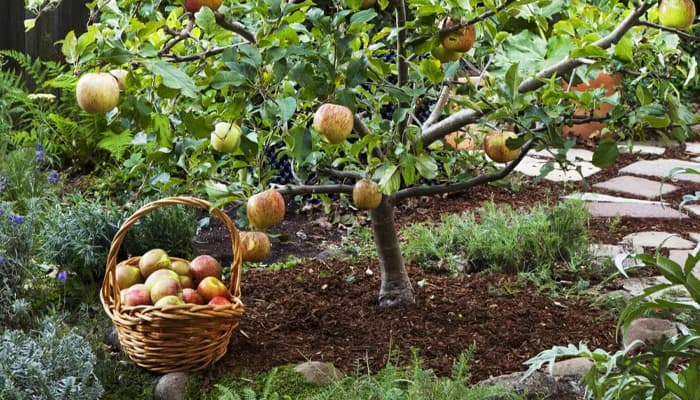 From Seed to Fruit: Beginner-Friendly Orchard Courses You Can Start This Weekend